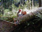 Skidding logs with synthetic rope