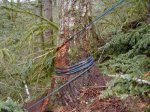 >Attaching support line to tree